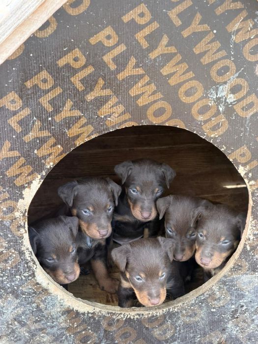 Jagd Terrier, Maro, JagdTerrier, caine de vanatoare