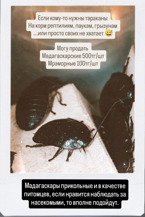 Мадагаскарские и Мраморные тараканы