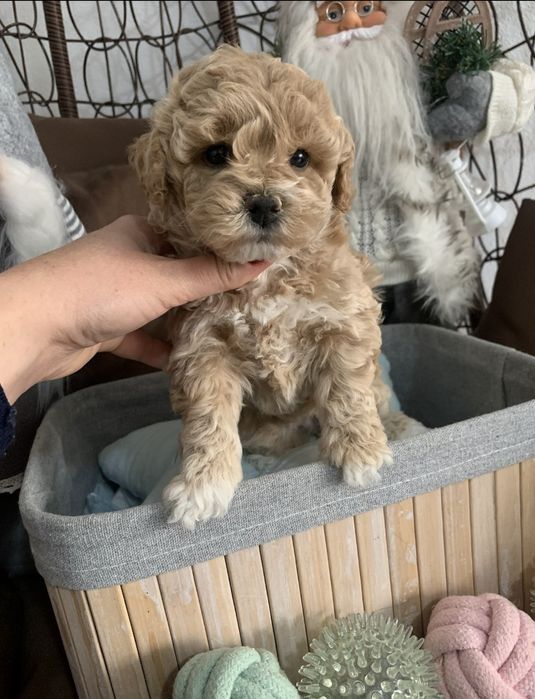 Пудел тийкъп /малтипу maltipoo / пудел той момиче