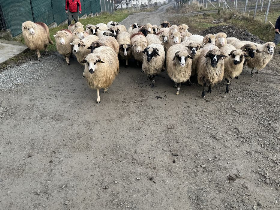 Vand 35 de oi tinere frumoase miori stramiori