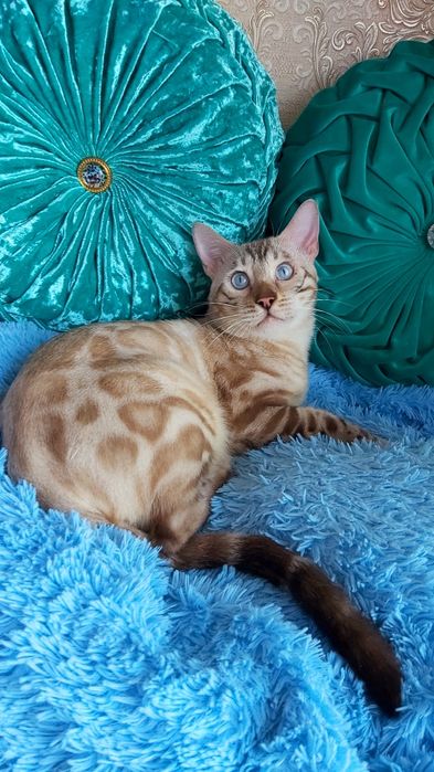 Снежные Барсы! Бенгальские Котята