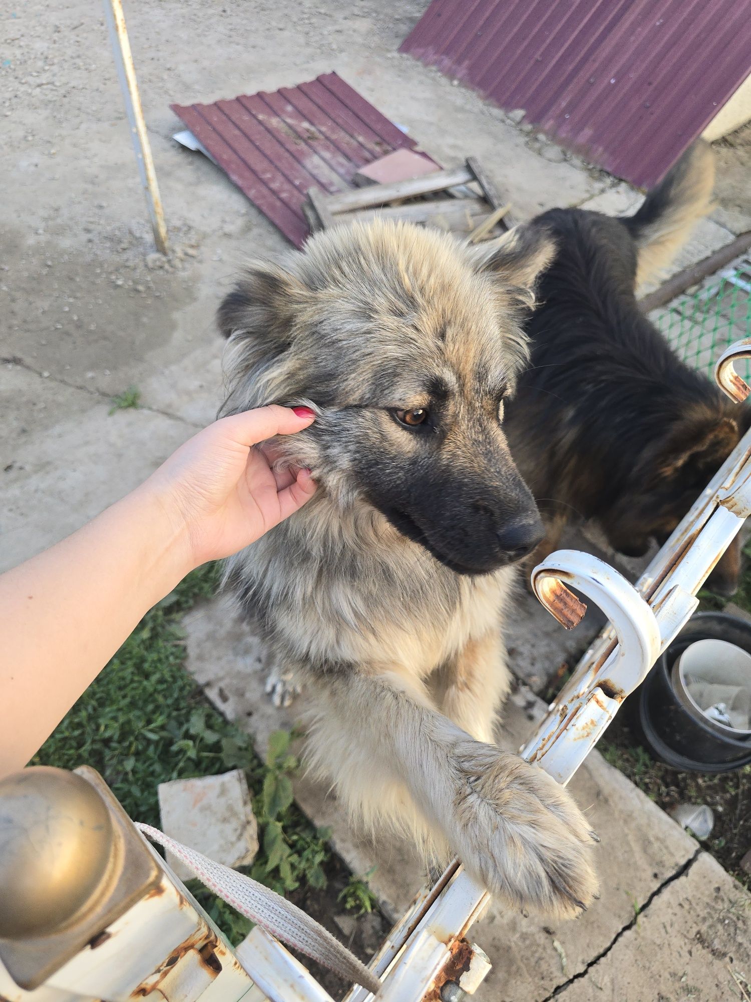 собачка ищет дом