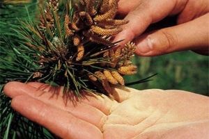 Боров прашец Pinus Massoniana 100гр