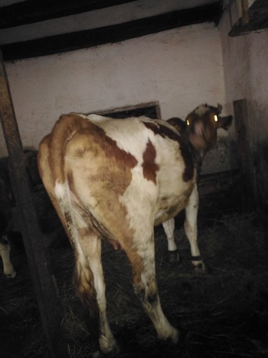 Hi Junică gestantă în 6 luni