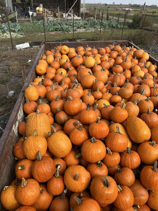 Dovleci de halloween