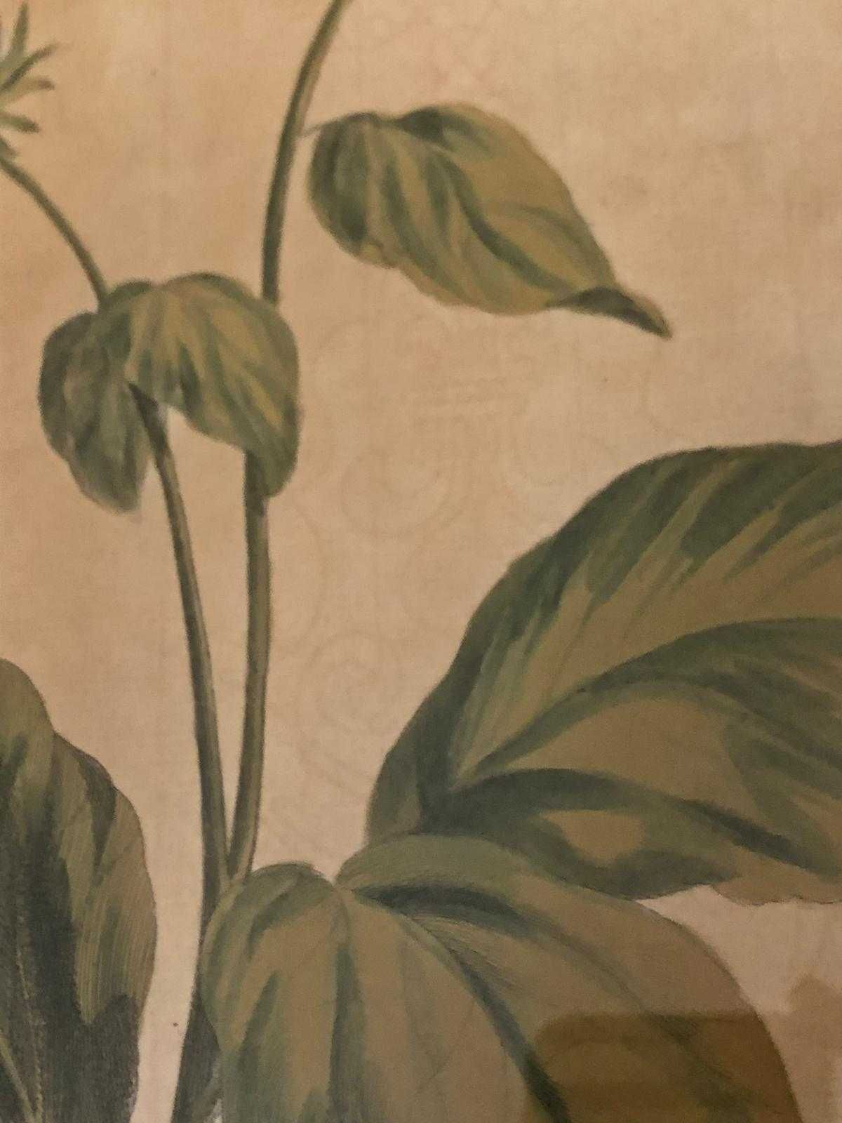 Gravura originala secolul 18 John Edwards floarea soarelui desen