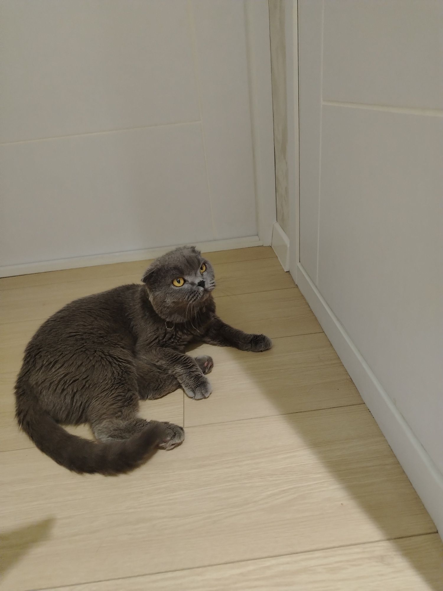 Scottish fold sotiladi