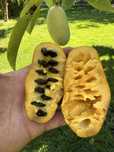 Asimina triloba, American papaw,индиански банан!