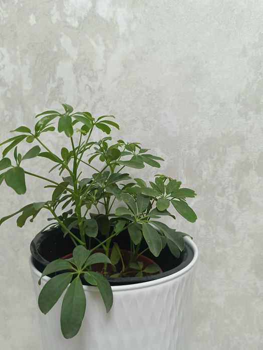 Шеффлера (Schefflera).