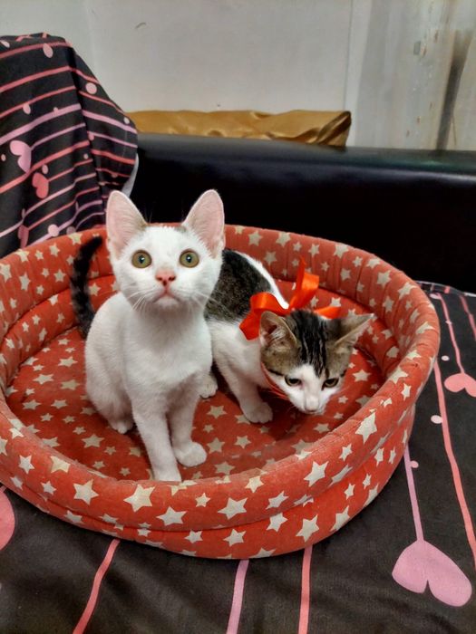 Adoptie pisicute