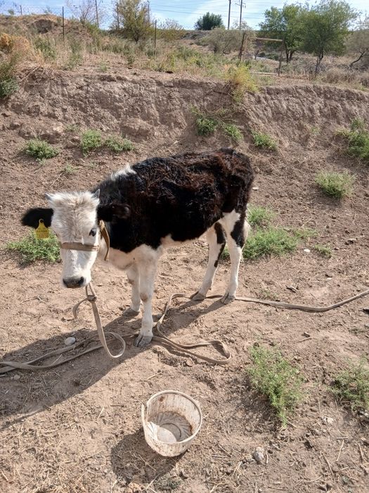 Таналар, Телята ,