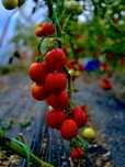 Vând  Roșii Bio - roșii mari și roșii cherry