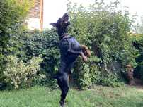 Ofer gratuit spre adopție Doberman