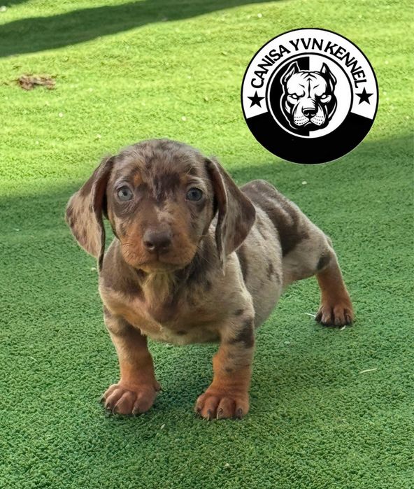 Mascul teckel miny cioco merle