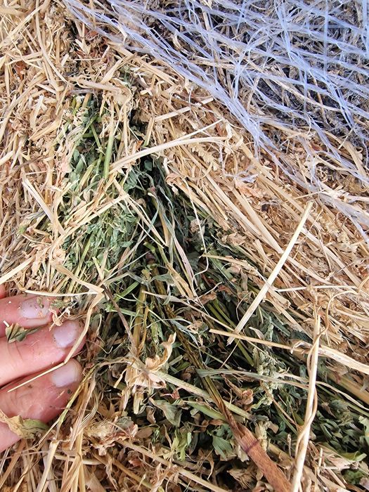 Lucernă coasa a 3-a calitatea I