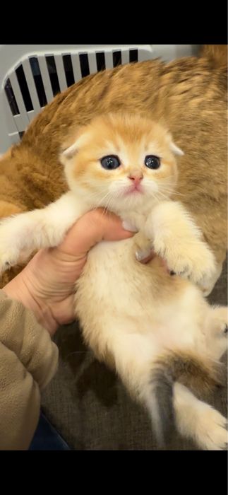 Продается скотиш фолд. Мальчик