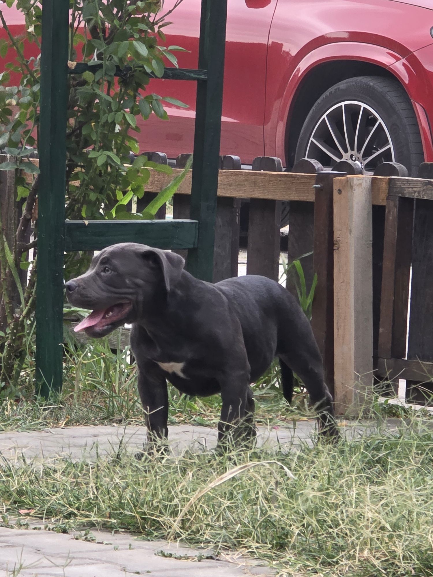 American Bully Pocket
