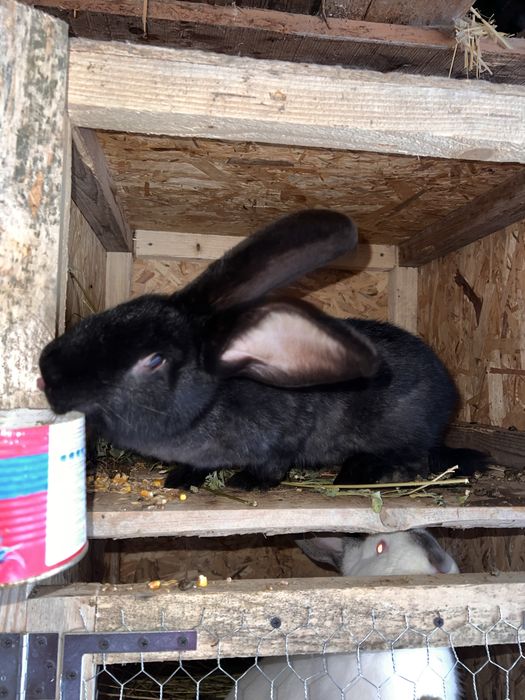 Iepuroaica metisi uriasi german