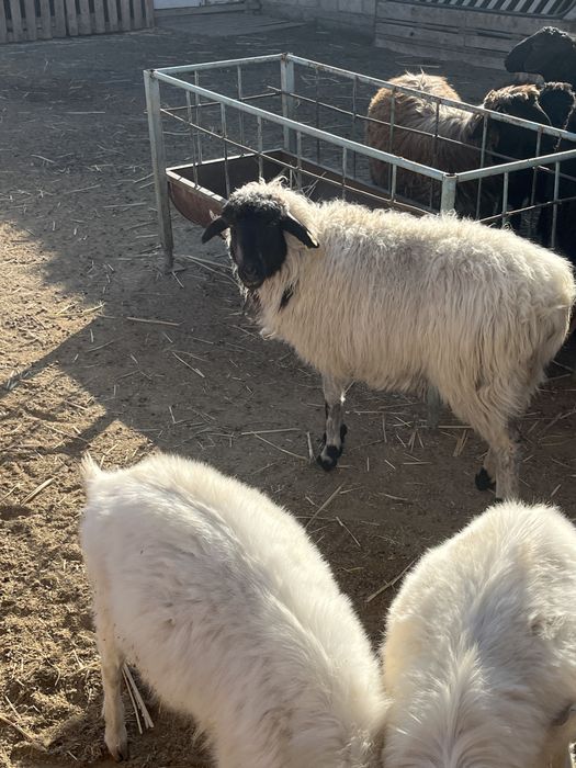 Семыз Ак кои сатылады срочна тукымы жаксы ургашы