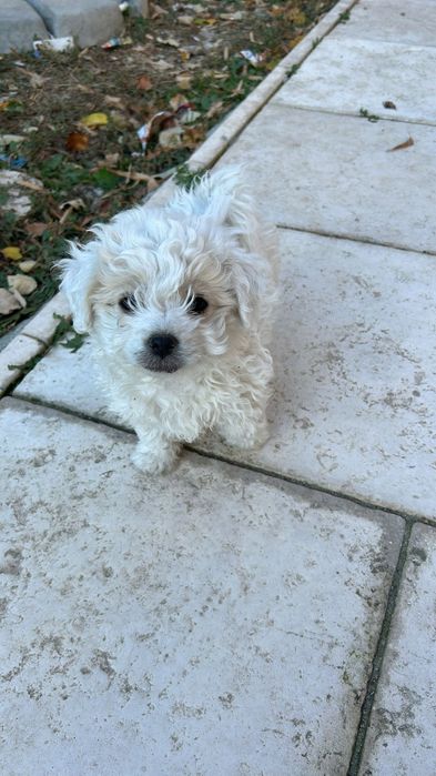 Bichon maltez buzau
