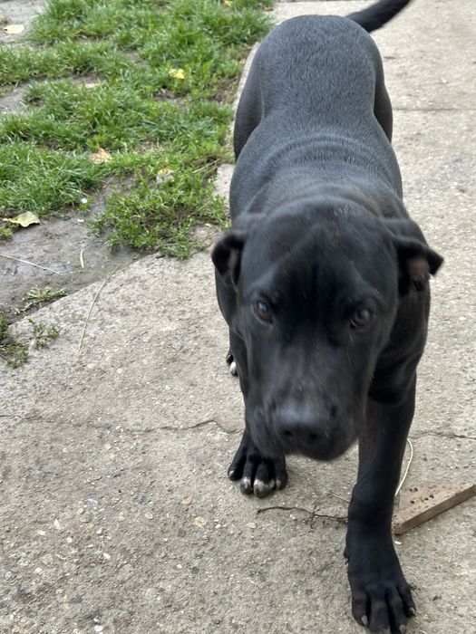 Femela Presa Canario