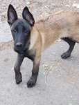 Ciobanesc belgian Malinois cu pedigree