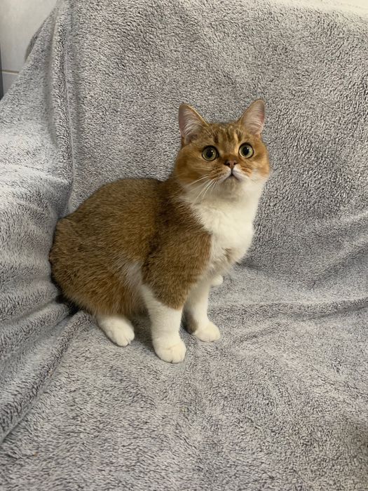 British shorthair golden cu pedigree