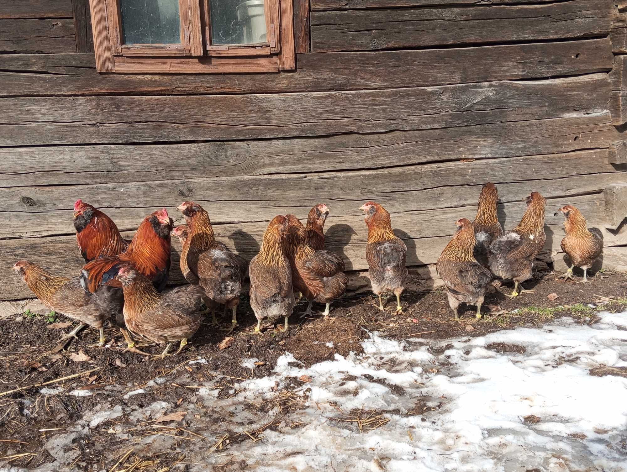 Pui Araucana Gat Auriu