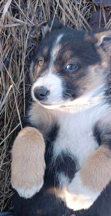 Щенок ищет дом и любящих хозяев