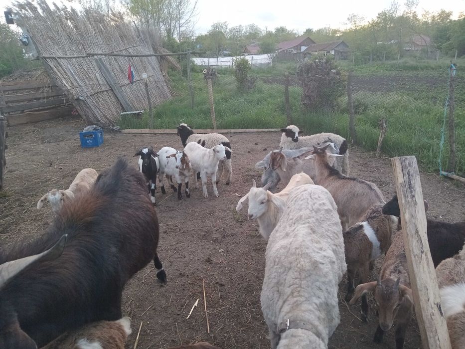 Vând mielute si berbecuți oacesi si brezi dar si iezi