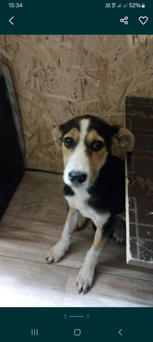 Собакин ищет дом.