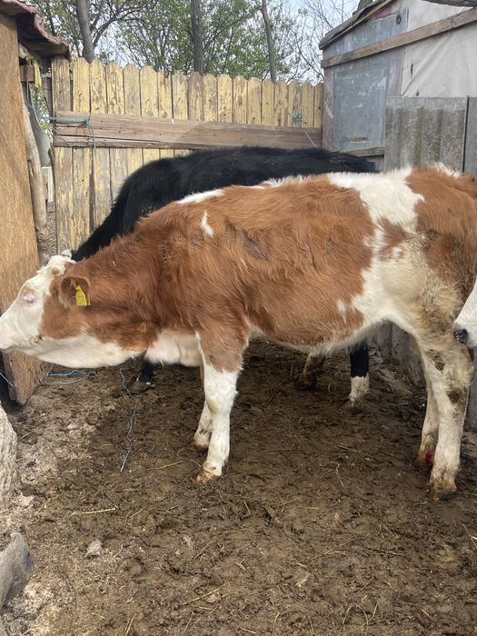 Vitele de rasa sunatiii