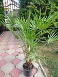 Comanda Humilis mediu + 3 palmieri mici