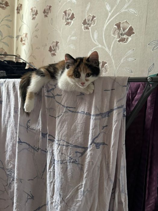 Очень ласковая кошечка