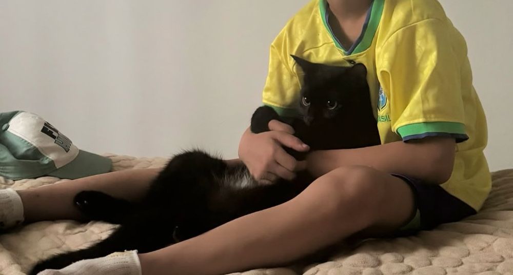 Отдам кота бесплатно