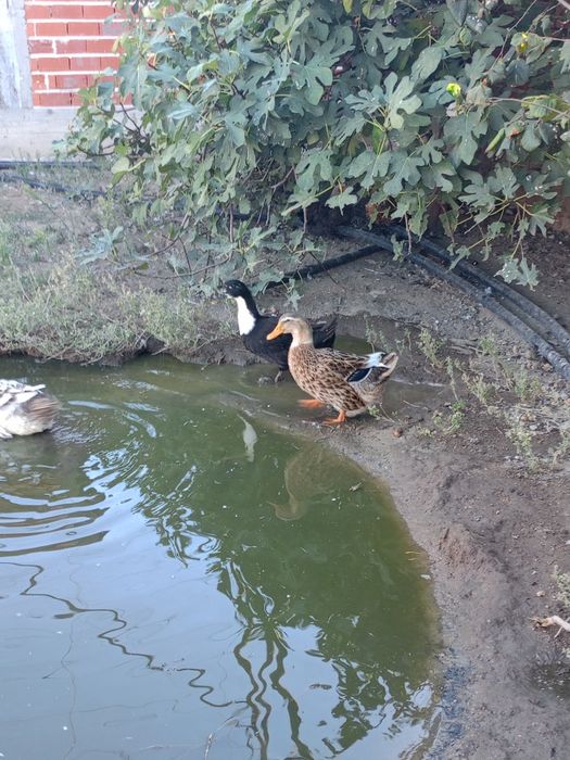 Две женски патици