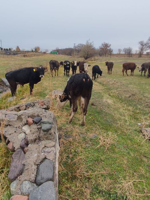 Продам молодых бычков