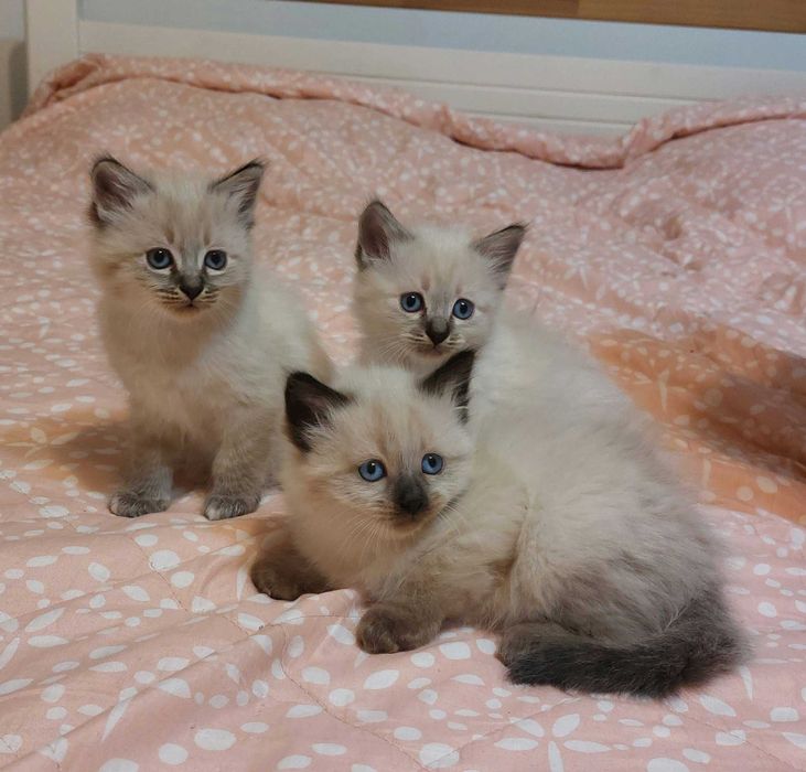 Pui pisica birmaneza