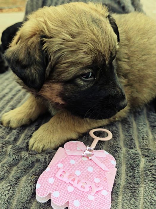 Щенки в добрые руки