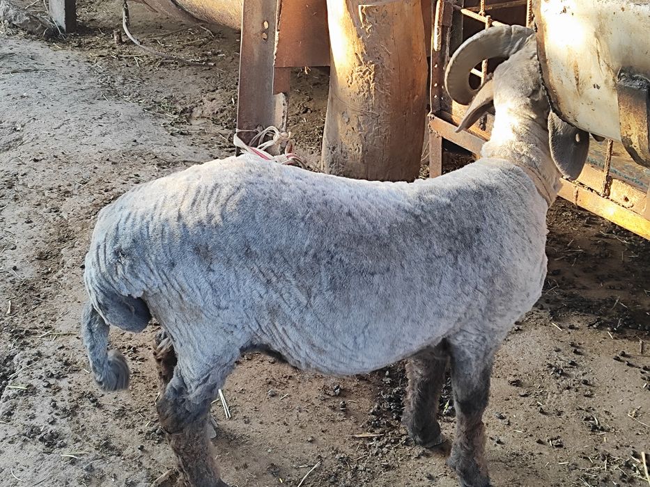 Қўчқор сотилади срочна