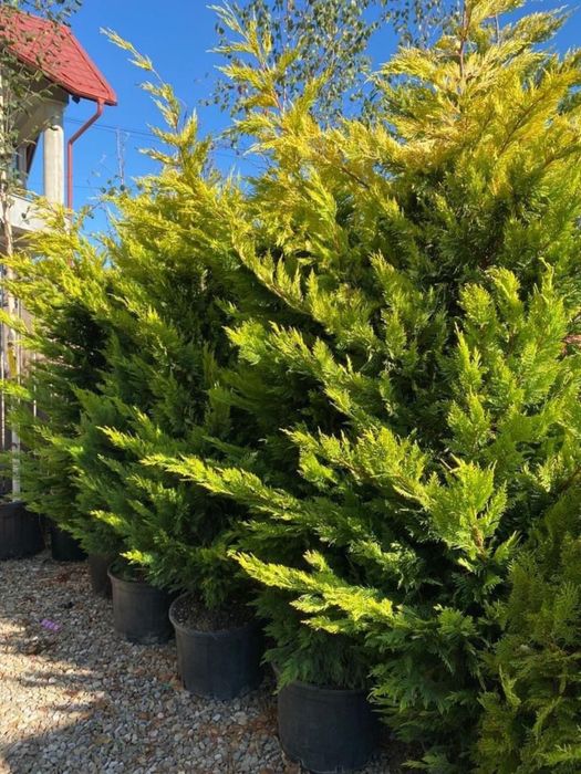 Plante ornamentale(decorative)