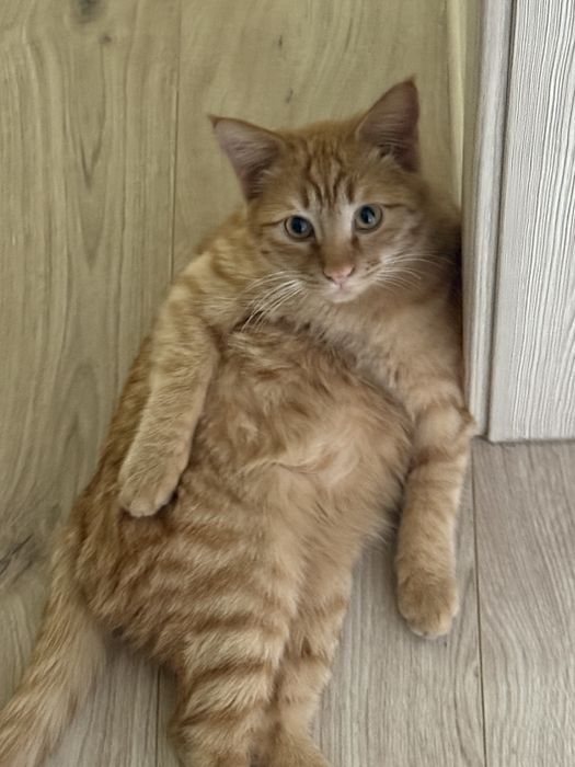 Котик в добрые руки