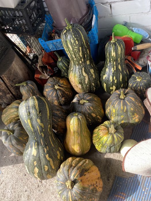 Тыква мускатная сладкая