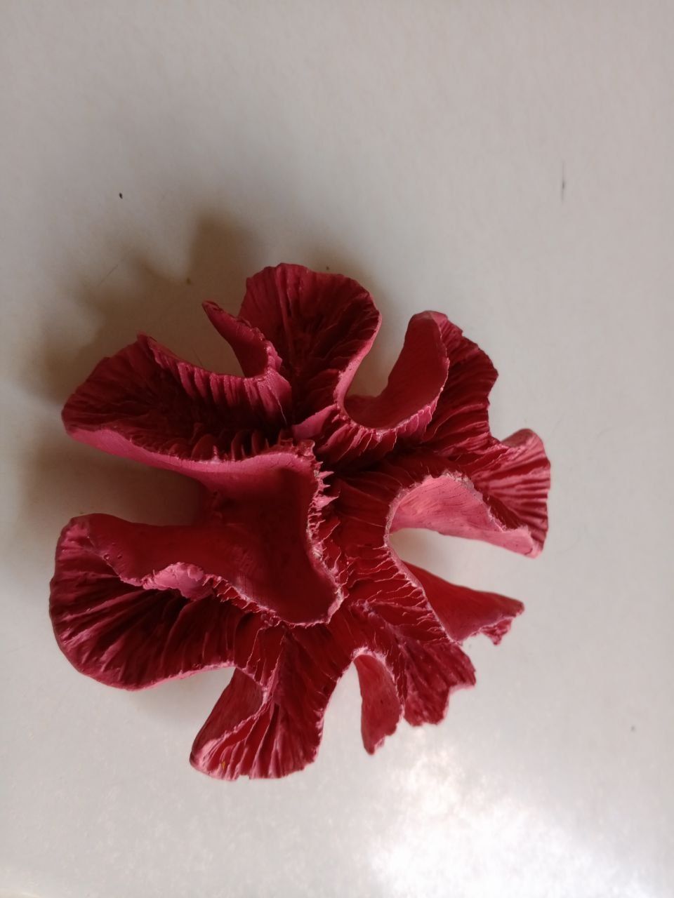 Akvarium uchun Karallar