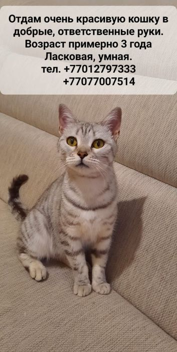 Кошка породистая скоттиш страйт в добрые руки