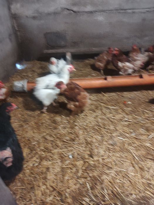 Vând găini de casă și roși Ouătoare