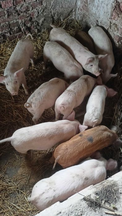 Продавам прасенца