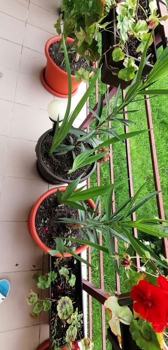 Leandru înălțime 80 centimetri, 90 cm, 1 metru, în ghiveci mare de 25L