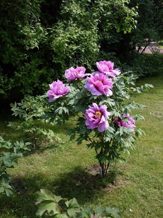 Bujor de Gradina (Tip Copac)