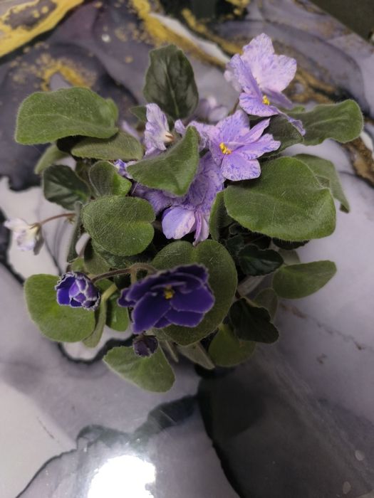 Продам фиалку двойную